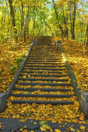 A winding staircase filled with fallen orange leaves, surrounded by yellow trees. Winding concrete staircase in autumn.の写真素材