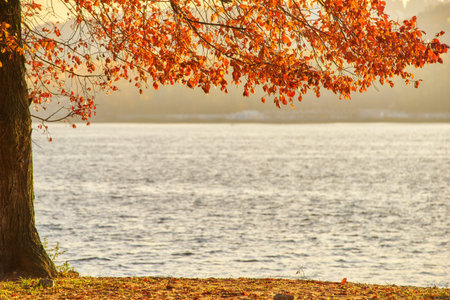 Autumn trees near the river, leaves on sand. Landscape in sunny dayの写真素材