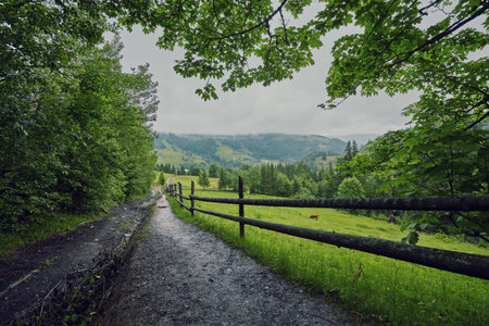 composite landscape. fence near the cross road on hillside meadow in mountains. few fir trees of...