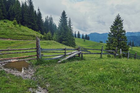 forested rolling hill on a cloudy day. lovely nature scenery of mountainous countryside. gorgeous weather early in the autumnの写真素材
