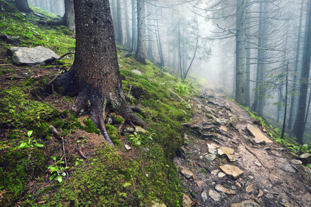 A forest path through heavy forest, light fog and fern line.の写真素材