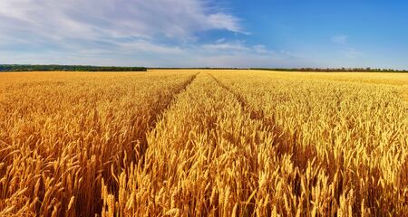 Field of Golden wheat under the blue sky and cloudsの写真素材