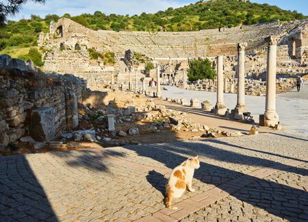 Cat on Ruins of the ancient city Ephesus, the ancient Greek city in Turkey, in a beautiful summer dayの写真素材