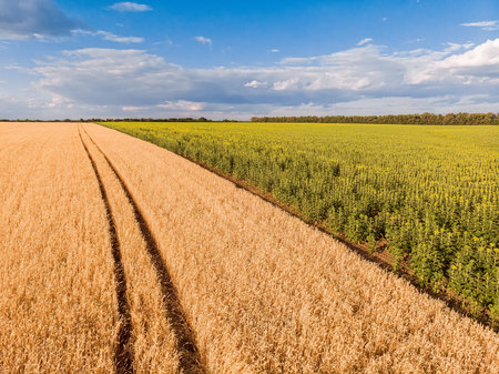 Trace of the track from a tractor in the wheat field. Trace of the track from a tractor in the wheat...