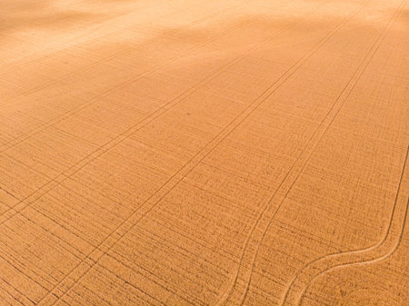 Aerial view of wheat field with tractor tracks. Beautiful agricultural texture or background of...