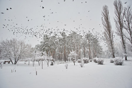 Winter, forest, snow. Snow-covered pine forest, trees in the snow, a beautiful winter landscape, natureの写真素材