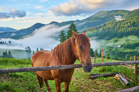 The horse grazes in a mountain pasture where, after rain, green pastures in the alpine zone in the Carpathians are covered with a sea of fog.の写真素材