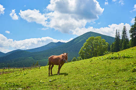 Cute horse in the Alps eating green grassの写真素材