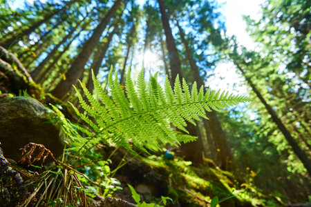 A detailed shot of a beautiful fern leaf illuminated by sunbeams. Bright spring sunbeams shine...