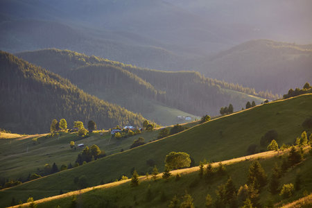 Landscape with pine forests in the mountains in summer