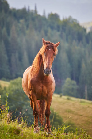 Cute horse in the Alps eating green grassの写真素材