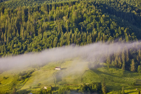gorgeous foggy sunrise in Carpathian mountains. lovely summer landscape of Volovets district. purple flowers on grassy meadows and forested hill in fog. mountain Pikui in the distance.の写真素材