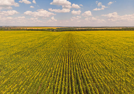 Field of sunflowers. Aerial view of agricultural fields flowering oilseed. Top view.