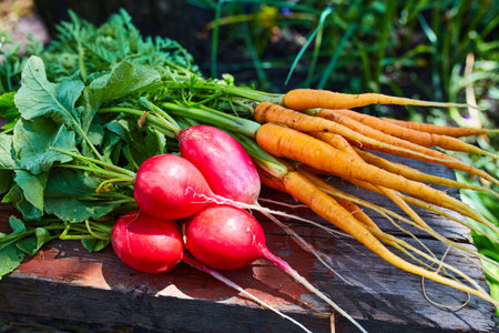 Natural, unwashed, radishes and carrots, freshly picked in the garden