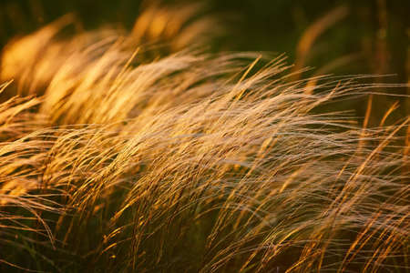 Field with wild grasses at sunset. Selective focus. Beautiful summer landscape, rural nature.の写真素材
