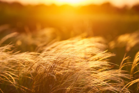 Close up silhouette tropical grass flower or setaceum pennisetum fountain grass on sunset...