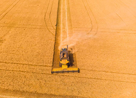 Combine harvester on the field of wheat. Perfect summer view from flying drone of harvesting wheat on sunset. Picturesque rural scene in Ukraine, Europe.の写真素材