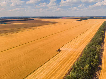 Combine harvester on the field of wheat. Perfect summer view from flying drone of harvesting wheat on sunset. Picturesque rural scene in Ukraine, Europe.の写真素材