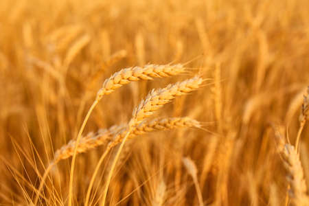 Wheat field with spikelets in gold tones, background with wheat spikeletsの写真素材