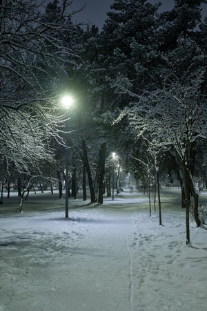 Night city winter park under snowfall with trees covered with frost and snow - night winter snowy landscapeの写真素材
