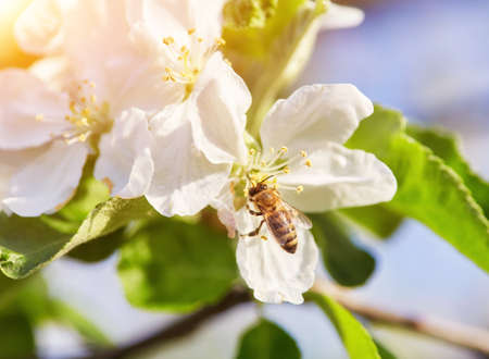 The bee sits on a flower of a bush blossoming apple-tree and pollinates himの写真素材