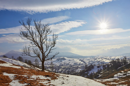 Beautiful winter landscape with snow covered treesの写真素材
