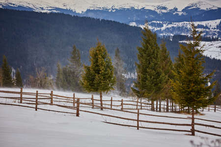 Beautiful winter landscape with snow covered treesの写真素材