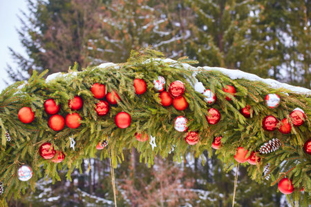 fir branches with red and white berries on the christmas tree.の写真素材