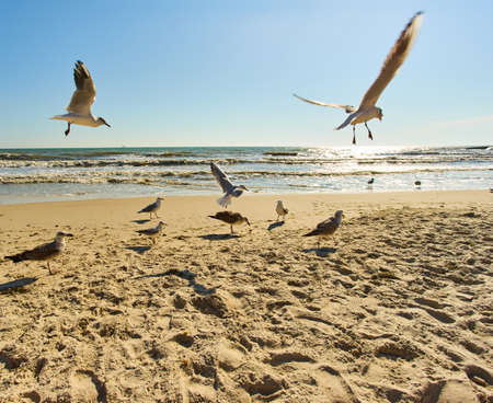 A flock of seagulls are flying in the air on the beach. Seagulls on the background of the beach on a sunny day. Seagulls on the background of the sea and sand.の写真素材