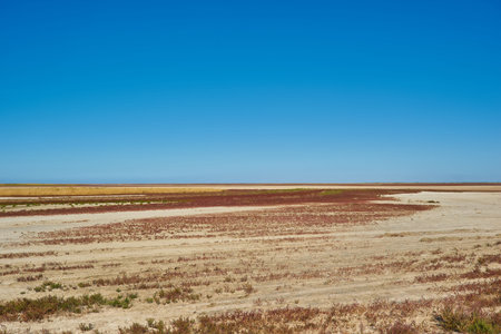 steppe vegetation in place of the dried sea estuary, red grass, natural background