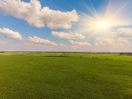Idyllic yellow sunflower field in sunlight. Location place of Ukraine, Europe. Photo of ecology concept. Perfect natural wallpaper. Textural image of drone photography.の写真素材