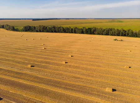 sheaves of straw in a wheat field top view.の写真素材