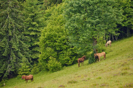 Horses grazing on a mountain in the morning light with background mist. Wild landscape with horses in summer season into the mountains. horse in natureの写真素材