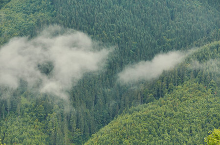Trees in the morning fog on mountain. spruce trees