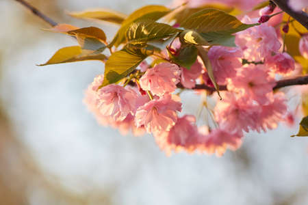 Light pink flowers of Sakura against blue sky. Shallow depth of field. selective focus.の写真素材