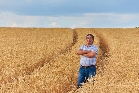 farmer standing in a wheat field, looking at the crop