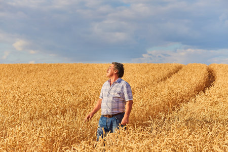 farmer standing in a wheat field, looking at the cropの写真素材