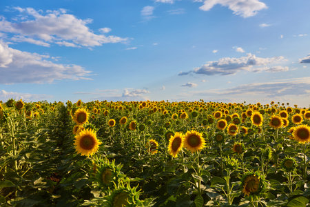 yellow grain ready for harvest growing in a farm fieldの写真素材