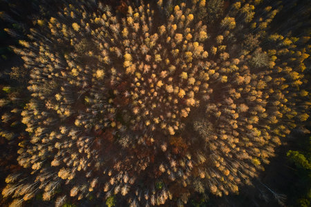 Aerial top down view of autumn forest with green and yellow trees. Mixed deciduous and coniferous...