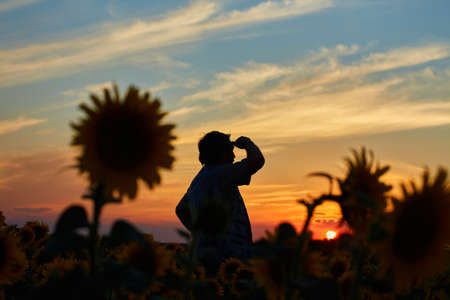 farmer standing in a sunflower field, looking at the cropの写真素材