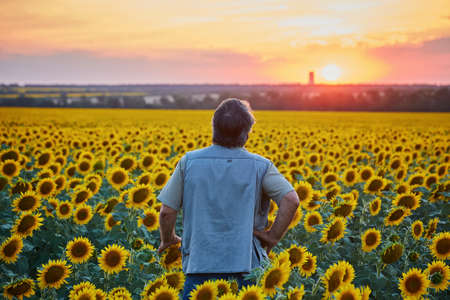 farmer standing in a sunflower field, looking at the cropの写真素材