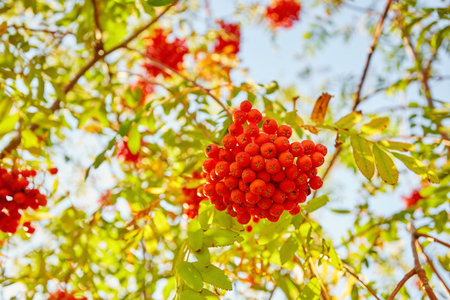 autumn season. Fall harvest concept. Autumn rowan berries on branch. Amazing benefits of rowan...