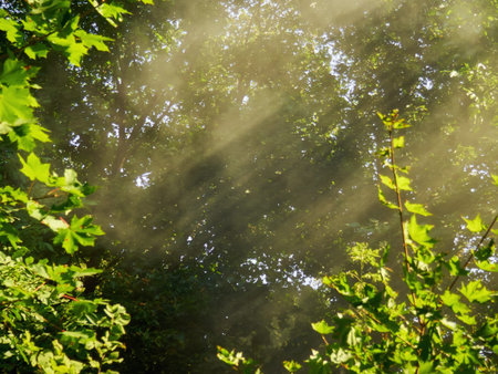 Late summer sunlight breaking through the trees at a mystical lane.