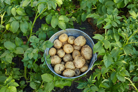 Top view of plastic bucket full of fresh dug out potatoes on a ground near potato leaves and bushesの写真素材