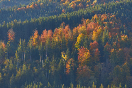 The lawn is enlightened by the sun rays. Majestic autumn rural landscape. Fantastic scenery with...