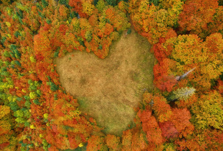 Forest glade in the form of a heart. A bird's eye view photo of the autumn forest with a drone.Conceptual landscapeの写真素材
