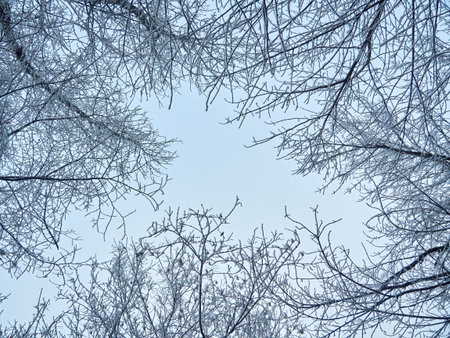 Autumn leaves, covered with white fluffy hoarfrost, against the background of fresh snow on a cold...