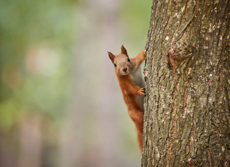 Autumn squirrel sits on a branch. wild animal. autumn forest.の写真素材