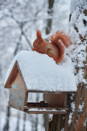 Red squirrel sits on the snow and eats nuts and seeds next to a wooden house in a winter park or...