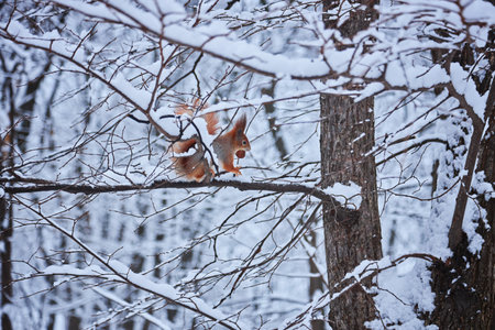 Red squirrel sits on the snow and eats nuts and seeds next to a wooden house in a winter park or forestの写真素材